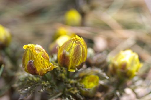 140338_imgp0953.jpg